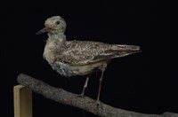 藏品(灰斑鴴)的圖片